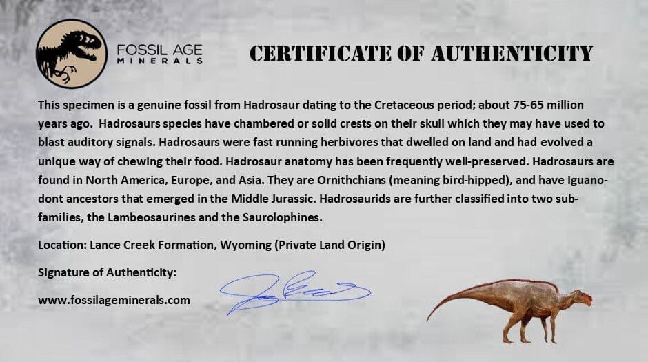 3.1" Hadrosaurus Fossil Toe Bone Lance Creek FM Dinosaur Cretaceous WY COA - Fossil Age Minerals