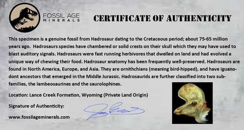 3.4" Hadrosaur Dinosaur Fossil Brain Case Lance Creek FM Cretaceous Wyoming COA - Fossil Age Minerals