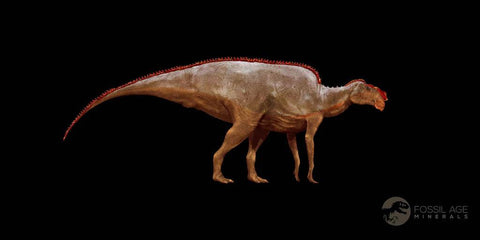 7.3" Hadrosaurus Fossil Metatarsal Bone Lance Creek FM Dinosaur Cretaceous WY COA - Fossil Age Minerals