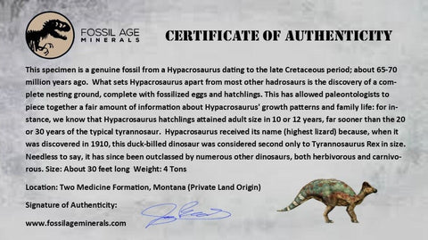 5.6" Hypacrosaurus Dinosaur Fossil Toe Bone Two Medicine FM MT COA, Stand