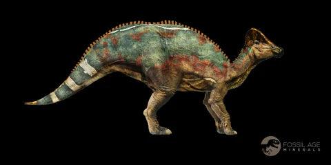 3.1" Hypacrosaurus Dinosaur Fossil Vertebrae Two Medicine FM Cretaceous MT COA - Fossil Age Minerals
