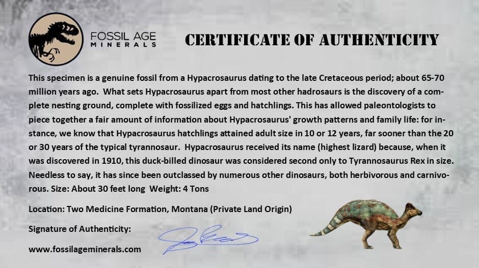3.5" Hypacrosaurus Dinosaur Fossil Limb Bone Two Medicine FM MT COA Stand - Fossil Age Minerals