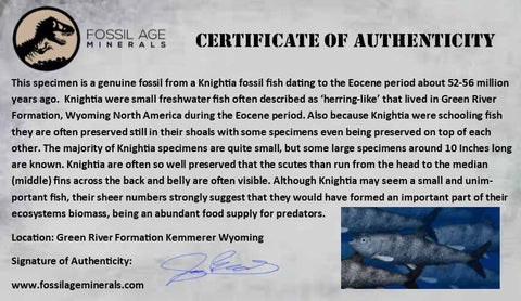 1 Diplomystus 2 Knightia Fossil Fish Green River FM WY Eocene Age COA, Stand - Fossil Age Minerals