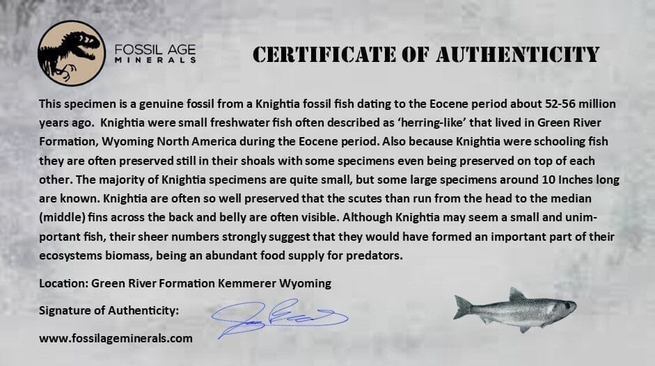 Diplomystus Dentatus And Knightia Fossil Fish Green River FM Wyoming COA, Stand - Fossil Age Minerals