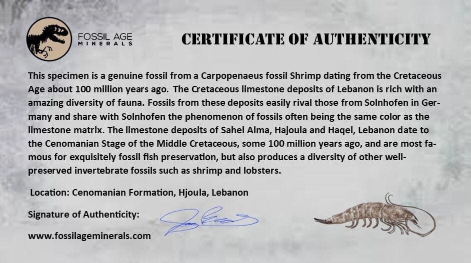 1" Fossil Shrimp Carpopenaeus Cretaceous Age 100 Mil Yrs Old Lebanon COA - Fossil Age Minerals