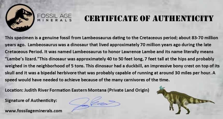 2.5" Lambeosaurus Fossil Bone Marrow Judith River FM MT Cretaceous Dinosaur COA - Fossil Age Minerals