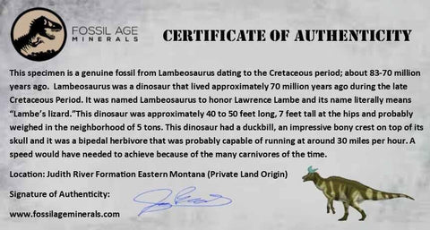 2.8" Lambeosaurus Fossil Bone Marrow Judith River FM MT Cretaceous Dinosaur COA - Fossil Age Minerals