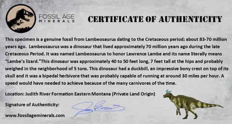 1.1" Lambeosaurus Fossil Tooth Judith River FM MT Cretaceous Dinosaur COA Display - Fossil Age Minerals