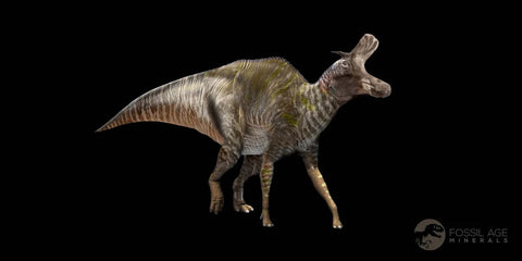 2.6" Lambeosaurus Fossil Bone Judith River FM Montana Cretaceous Dinosaur COA - Fossil Age Minerals