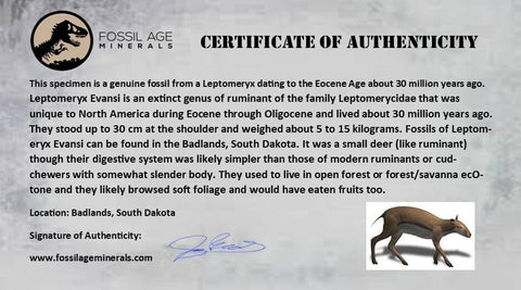 1" Leptomeryx Evansi Oligocene Age Fossil Deer Jaw Teeth Wyoming Display COA