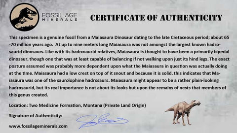 4" Maiasaura Hadrosaur Dinosaur Limb Bone Fossil Two Medicine FM Montana COA - Fossil Age Minerals