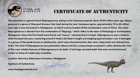1" Majungasaurus Serrated Fossil Tooth Cretaceous Dinosaur Madagascar COA
