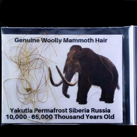 Genuine Woolly Mammoth Hair Pleistocene Yakutia Permafrost Siberia Russia COA - Fossil Age Minerals