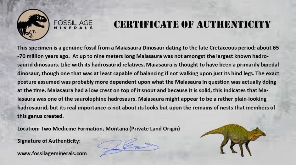 2.1" Maiasaura Hadrosaur Dinosaur Rib Bone Fossil Two Medicine FM Montana COA - Fossil Age Minerals