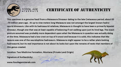 2.4" Maiasaura Hadrosaur Dinosaur Rib Bone Fossil Two Medicine FM Montana COA - Fossil Age Minerals