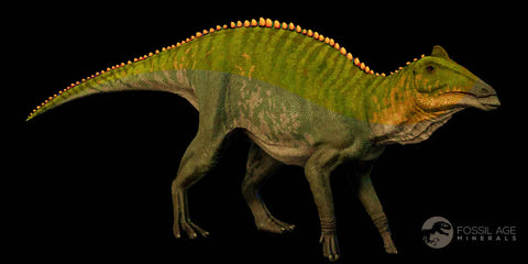 5" Maiasaura Hadrosaur Dinosaur Metatarsal Bone Fossil Two Medicine FM MT COA - Fossil Age Minerals