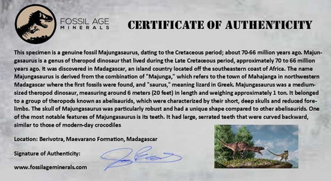 1" Majungasaurus Serrated Fossil Tooth Cretaceous Dinosaur Madagascar COA - Fossil Age Minerals