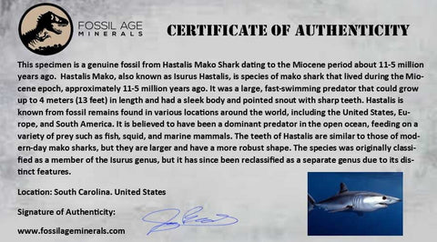 2.2" Quality Hastalis Mako Tooth Serrated Fossil Natural Miocene Age COA - Fossil Age Minerals