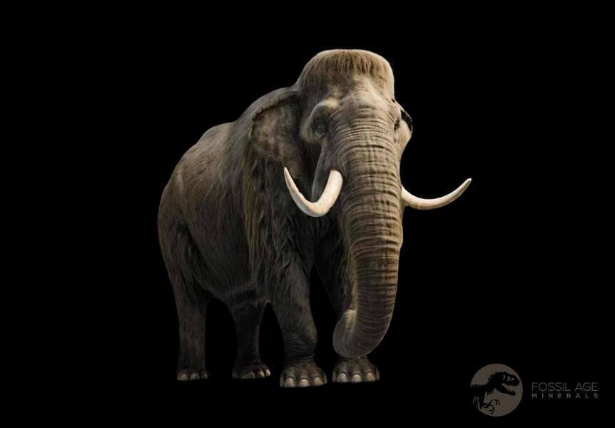 5.4" Columbian Mammoth Mammuthus Columbi Fossil Tooth Molar Pleistocene Age NC - Fossil Age Minerals