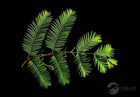 1.9" Detailed Fossil Plant Leafs Metasequoia Dawn Redwood Oligocene Age MT COA - Fossil Age Minerals
