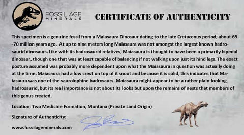 5" Maiasaura Hadrosaur Dinosaur Metatarsal Bone Fossil Two Medicine FM MT COA - Fossil Age Minerals