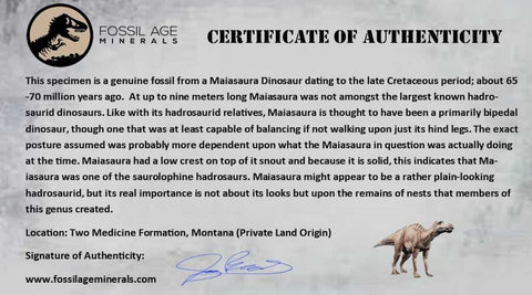 4.3" Maiasaura Hadrosaur Dinosaur Toe Bone Fossil Two Medicine FM Montana COA - Fossil Age Minerals