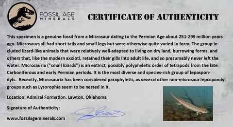 Microsaur Amphibian Complete Leg, Foot Fossil Permian Age Reptile COA Display - Fossil Age Minerals