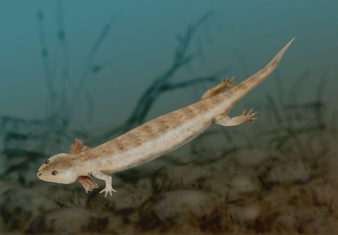Microsaur Amphibian Complete Leg, Foot Fossil Permian Age Reptile COA Display - Fossil Age Minerals