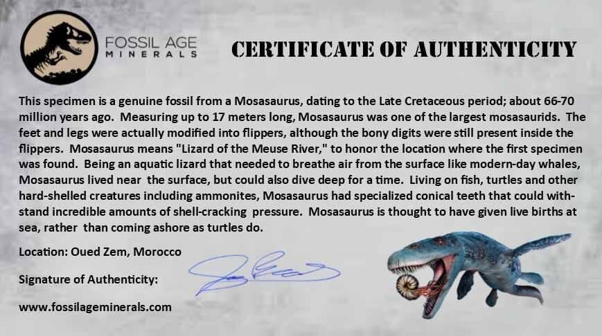1" Mosasaur Fossil Vertebrae Bone Upper Cretaceous Dinosaur Era Morocco COA - Fossil Age Minerals