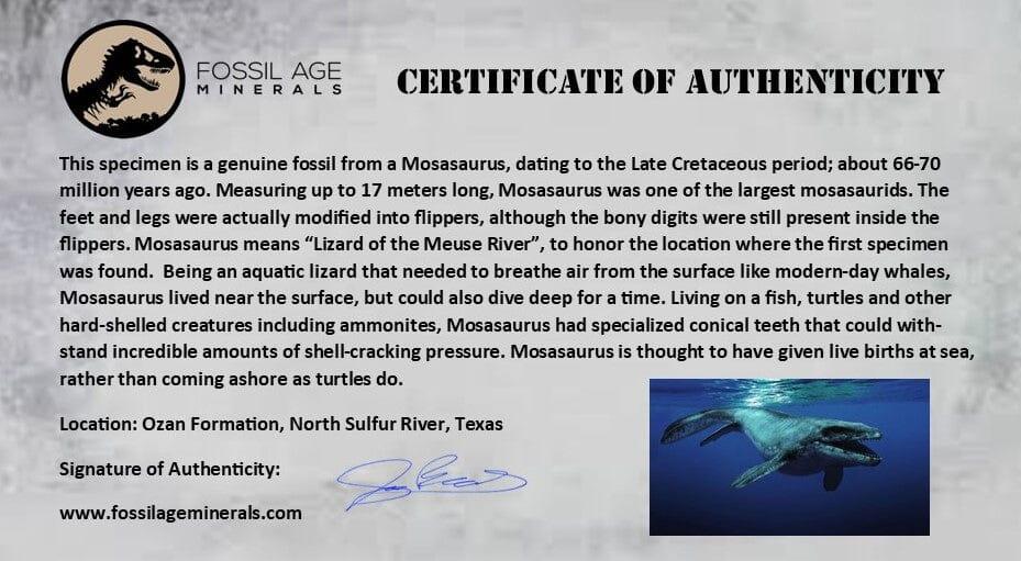 XL 5.8" Tylosaurus Mosasaur Fossil Vertebrae Cretaceous Dinosaur Era TX Ozan FM COA - Fossil Age Minerals