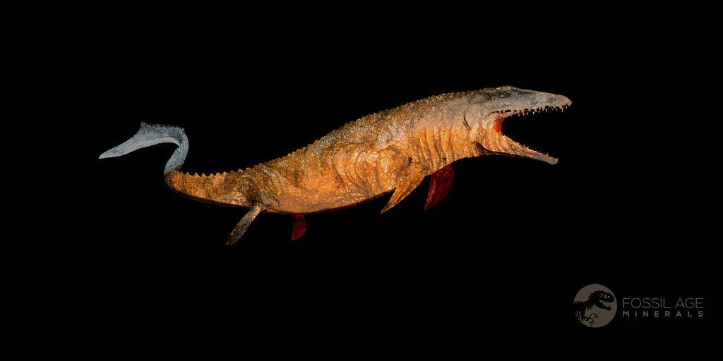 2.5" Halisaurus Walkeri Mosasaur Fossil Teeth Rooted Cretaceous Dinosaur Era COA - Fossil Age Minerals