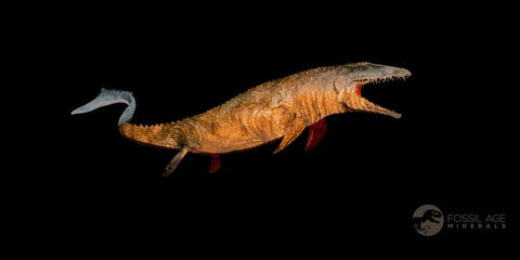 2.5" Halisaurus Mosasaur Fossil Tooth Rooted Cretaceous Dinosaur Era COA Stand - Fossil Age Minerals