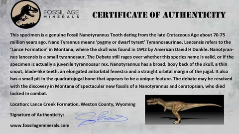 0.7" Nanotyrannus Tyrannosaurus Fossil Tooth Dinosaur Lance Creek WY COA Display - Fossil Age Minerals