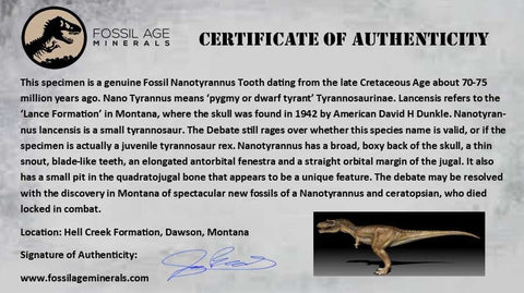 0.7" Nanotyrannus Tyrannosaurus Fossil Premax Tooth Dinosaur Hell Creek MT COA - Fossil Age Minerals