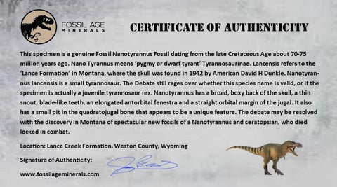 1" Nanotyrannus Tyrannosaurus Fossil Tooth Dinosaur Lance Creek WY COA Display - Fossil Age Minerals