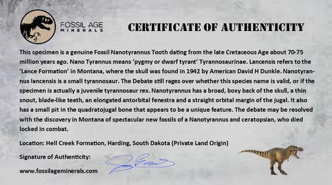 0.7" Nanotyrannus Tyrannosaurus Fossil Tooth Dinosaur Hell Creek SD COA Display - Fossil Age Minerals