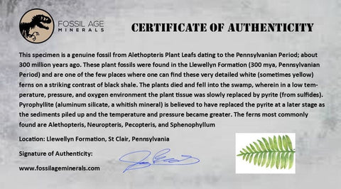 4" Alethopteris Fern Plant Leaf Fossil Carboniferous Age Llewellyn FM ST Clair, PA - Fossil Age Minerals