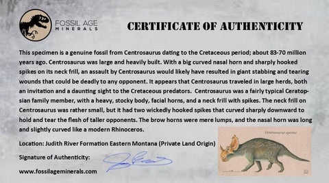 0.6" Centrosaurus Fossil Tooth Judith River FM Cretaceous Dinosaur COA, Display - Fossil Age Minerals