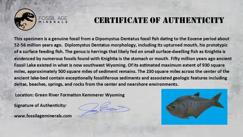 4.6" Diplomystus Dentatus Fossil Fish Green River FM WY Eocene Age COA, Stand - Fossil Age Minerals