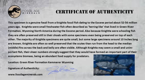 3.9" Knightia Eocaena Fossil Fish Green River FM WY Eocene Age COA & Stand - Fossil Age Minerals