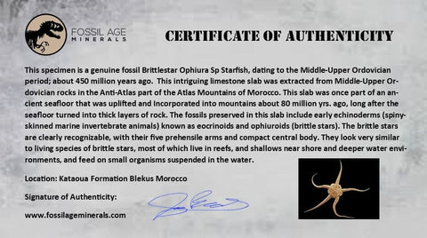 2 Two Brittlestar Ophiura Sp Starfish Fossil Ordovician Age Morocco COA & Stand - Fossil Age Minerals
