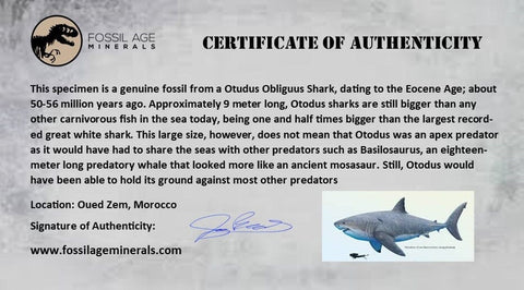 1.8" Otodus Obliquus Shark Fossil Tooth Specimen Oued Zem Morocco COA - Fossil Age Minerals