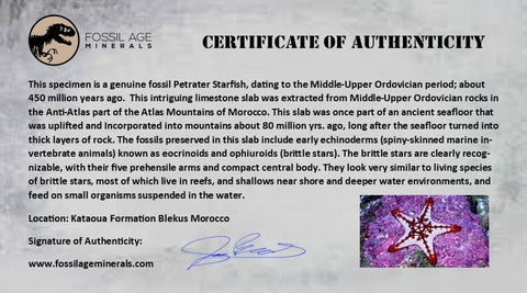 51MM Brittlestar Petraster Starfish Fossil Ordovician Blekus Morocco COA, Stand - Fossil Age Minerals