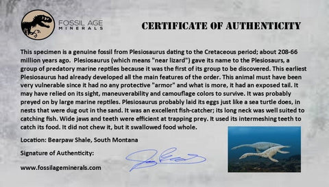 7" Plesiosaur Fossil Rib Bone Cretaceous Dinosaur Era Khouribga Morocco COA - Fossil Age Minerals