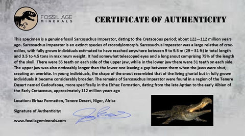 2.2" Sarcosuchus Imperator Crocodile Fossil Tooth Elrhaz FM Cretaceous Niger COA - Fossil Age Minerals
