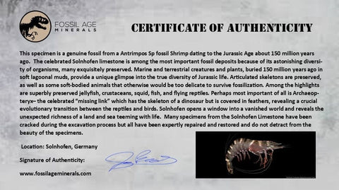 1.7" Fossil Shrimp Carpopenaeus Cretaceous Age 100 Mil Yrs Old Lebanon COA - Fossil Age Minerals