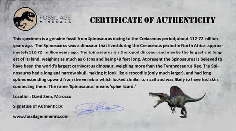 XL 3.5" Spinosaurus Fossil Tooth 100 Mil Yrs Old Cretaceous Dinosaur COA & Stand - Fossil Age Minerals