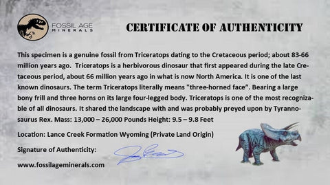 9.5" Triceratops Fossil Bone Specimen Lance Creek FM Cretaceous Dinosaur WY COA - Fossil Age Minerals