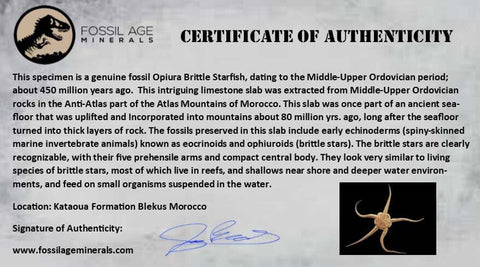 4" Brittlestar Ophiura Sp Starfish Fossil Ordovician Age Morocco COA & Stand - Fossil Age Minerals