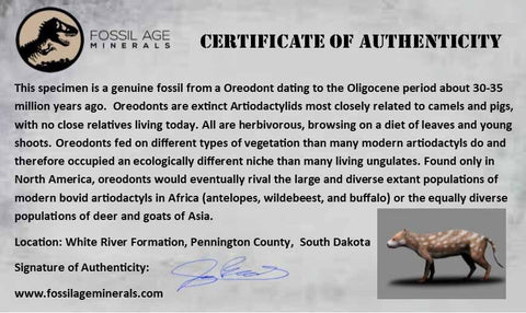 1.3" Oreodont Merycoidodon Fossil Jaw Tooth Bone Oligocene Age Badlands SD COA - Fossil Age Minerals